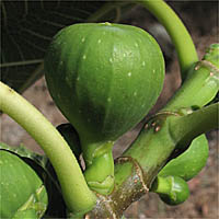 Thumbnail Picture of Ficus carica
