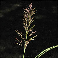 Thumbnail Picture of Johnson Grass