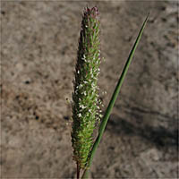 Thumbnail Picture of Hooded Canarygrass