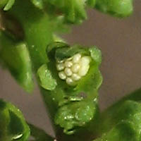 Thumbnail Picture of Rumex persicarioides