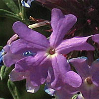 Thumbnail Picture of Verbena pulchella
