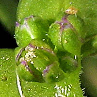 Thumbnail Picture of Lepidium strictum