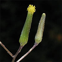 Thumbnail Picture of Senecio quadridentatus