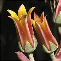 Thumbnail Picture of Palmer's Dudleya