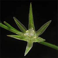 Thumbnail Picture of Juncus bufonius var. bufonius
