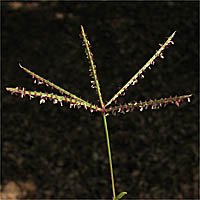 Thumbnail Picture of Bermuda Grass