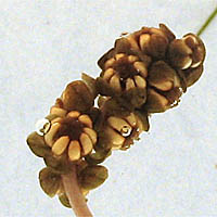 Thumbnail Picture of Stuckenia pectinata