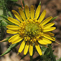 Thumbnail Picture of Centromadia pungens ssp. pungens