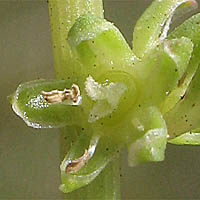 Thumbnail Picture of Beta vulgaris ssp. maritima
