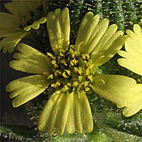 Thumbnail Picture of Coast Tarweed