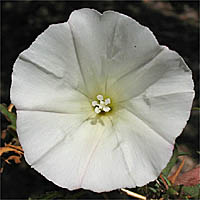 Thumbnail Picture of South Coast False Bindweed