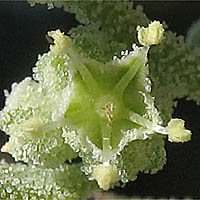 Thumbnail Picture of Chenopodium berlandieri var. zschackei
