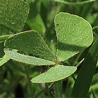 Thumbnail Picture of Hairy Waterclover