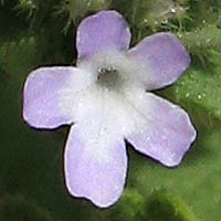 Thumbnail Picture of Verbena bracteata