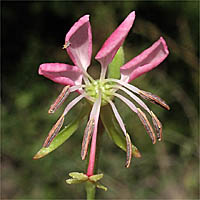 Thumbnail Picture of Drummond's Gaura