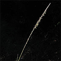Thumbnail Picture of Deergrass