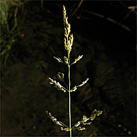 Thumbnail Picture of Polypogon viridis