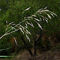 Thumbnail Picture of Smilo Grass