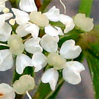 Thumbnail Picture of Berula erecta