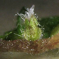 Thumbnail Picture of Soleirolia soleirolii