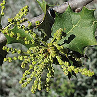 Thumbnail Picture of Quercus palmeri