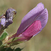Thumbnail Picture of Vicia sativa ssp. sativa