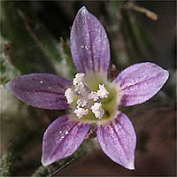 Thumbnail Picture of Eriastrum filifolium