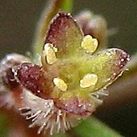 Thumbnail Picture of Wall Bedstraw
