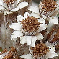 Thumbnail Picture of Plecostachys serpyllifolia