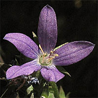 Thumbnail Picture of Triodanis biflora
