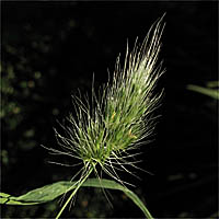 Thumbnail Picture of Bristly Dogtail Grass