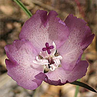 Thumbnail Picture of Clarkia purpurea ssp. viminea