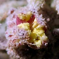 Thumbnail Picture of Extriplex californica