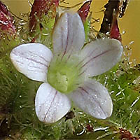 Thumbnail Picture of Honey-scented Pincushionplant