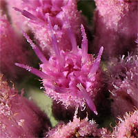Thumbnail Picture of Pluchea odorata var. odorata