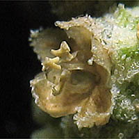 Thumbnail Picture of Chenopodium album