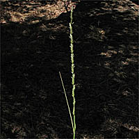 Thumbnail Picture of Elymus ponticus