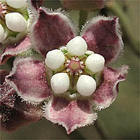 Thumbnail Picture of Funastrum cynanchoides var. hartwegii