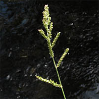 Thumbnail Picture of Barnyard Grass