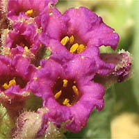 Thumbnail Picture of Red Sand Verbena