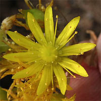 Thumbnail Picture of Canary Islands Aeonium