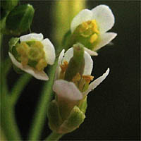 Thumbnail Picture of Mouse-ear Cress