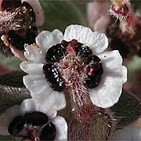 Thumbnail Picture of Euphorbia melanadenia
