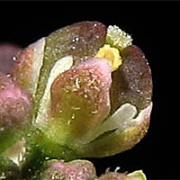 Thumbnail Picture of Lepidium virginicum ssp. menziesii