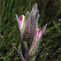 Thumbnail Picture of Chloropyron maritimum ssp. maritimum