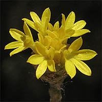 Thumbnail Picture of Valley Lessingia