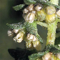 Thumbnail Picture of Ambrosia acanthicarpa