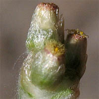 Thumbnail Picture of Weedy Cudweed