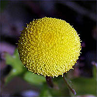 Thumbnail Picture of Cotula coronopifolia