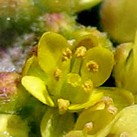 Thumbnail Picture of Descurainia pinnata ssp. brachycarpa
